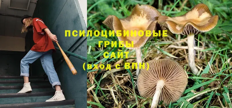 закладка  Борзя  Галлюциногенные грибы Magic Shrooms 