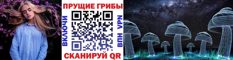 где найти Борзя Галлюциногенные грибы Psilocybine cubensis